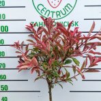 Červienka fraserova (Photinia fraseri) ´PINK MARBLE´ - výška 90-100 cm, kont. C7L - NA KMIENKU
